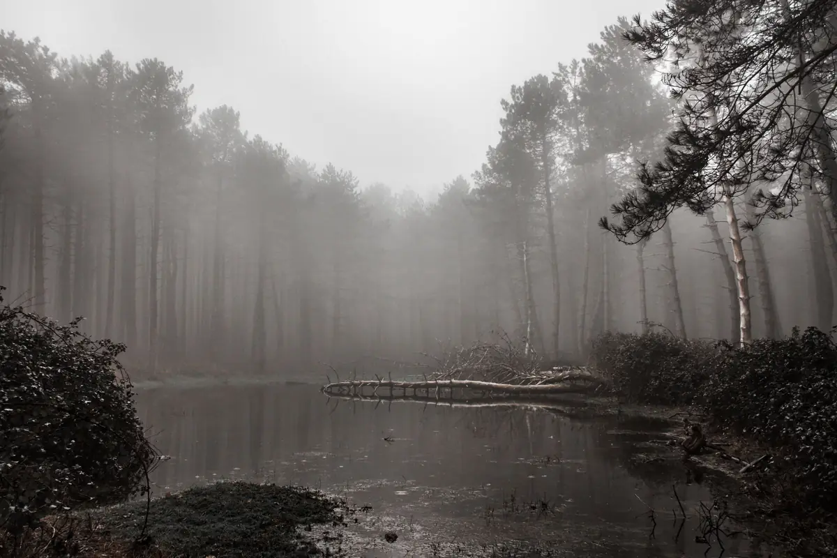 Un étang de Sologne bordé de pins, dans la brume du matin